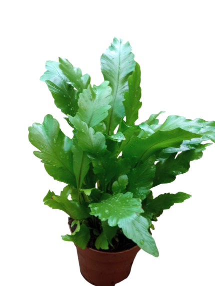 Asplenium nidus (Fougère nid d’oiseau)