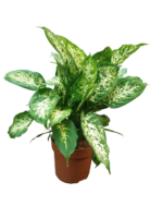 Dieffenbachia seguine