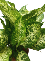 Dieffenbachia seguine