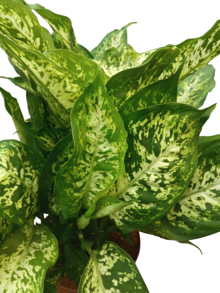 Dieffenbachia seguine