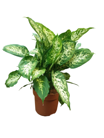 Dieffenbachia seguine