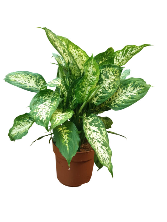 Dieffenbachia seguine