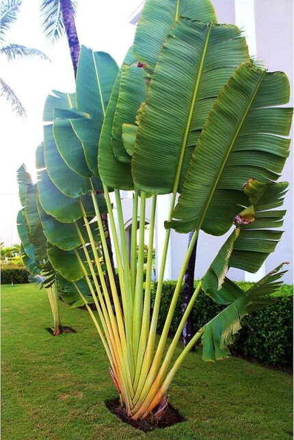 Ravenala (Arbre du voyageur) Plant Overview