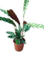 calathea lancifolia