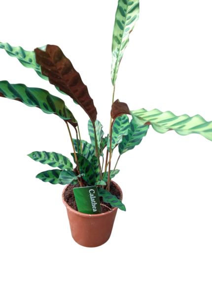 calathea lancifolia