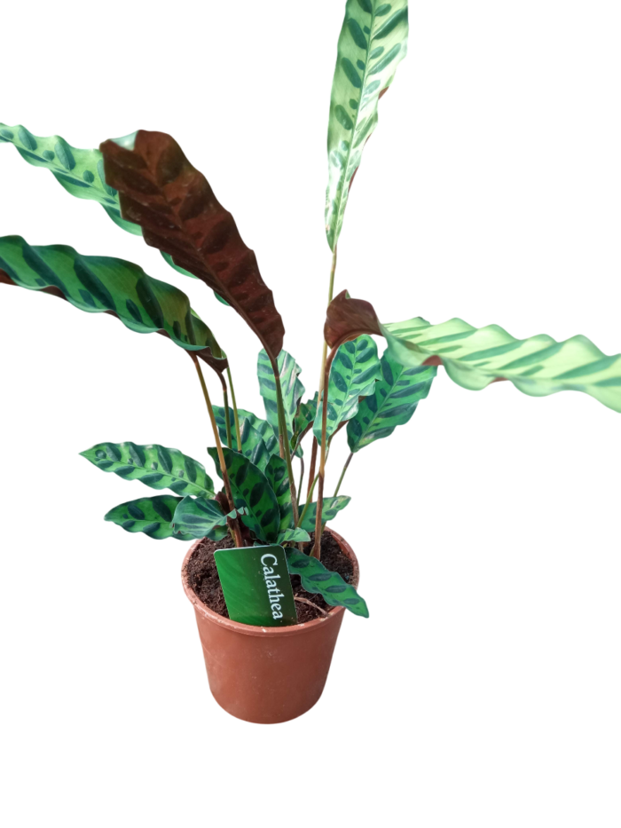 calathea lancifolia