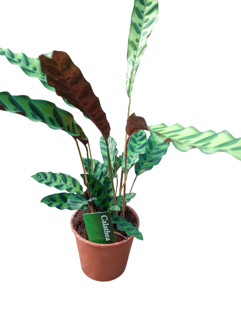 calathea lancifolia