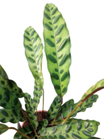 calathea lancifolia