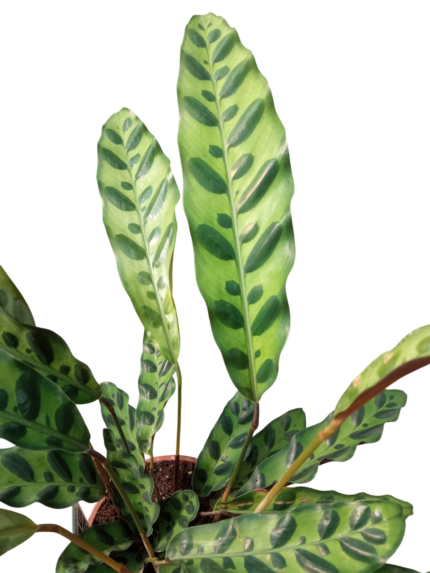 calathea lancifolia