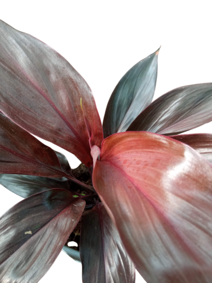 cordyline fruticosa