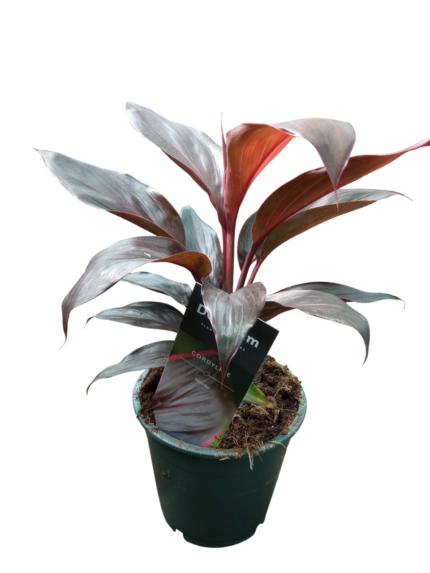 cordyline fruticosa