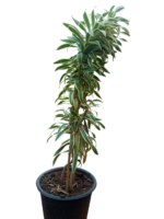 dracaena reflexa