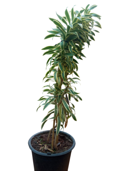dracaena reflexa