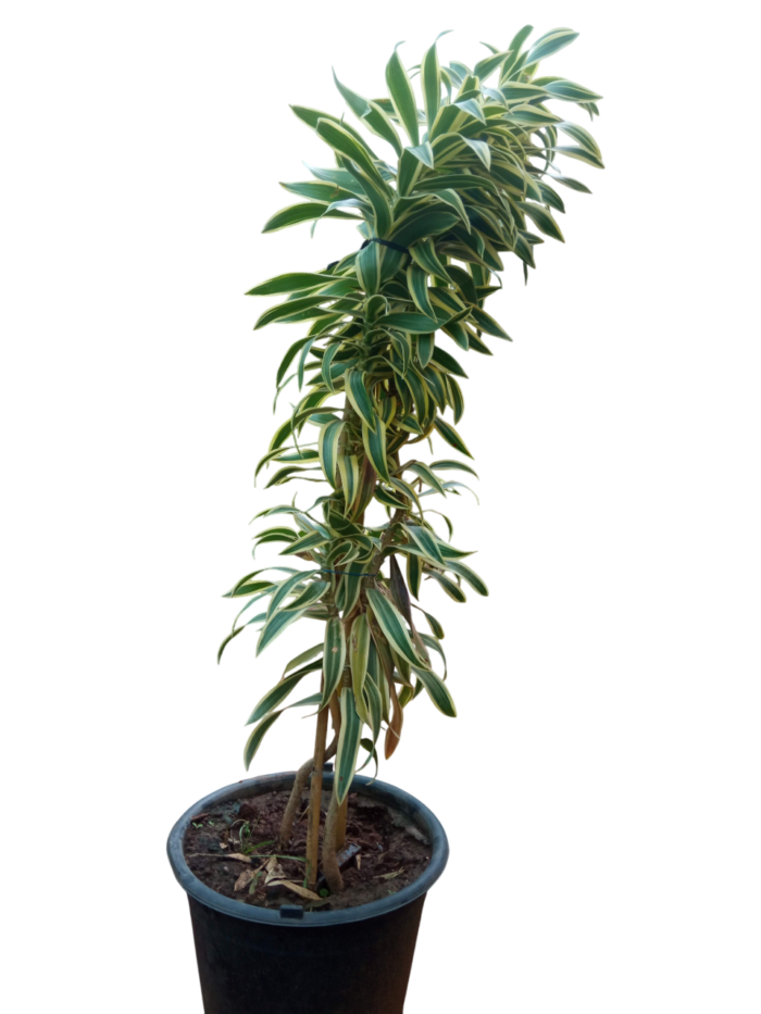 dracaena reflexa