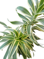 dracaena reflexa