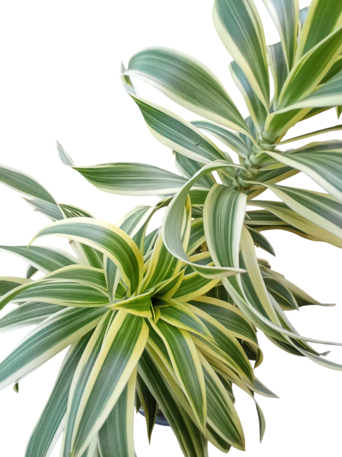 dracaena reflexa