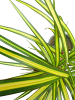 dracaena reflexa lam
