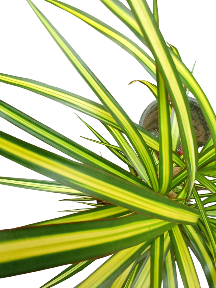 dracaena reflexa lam