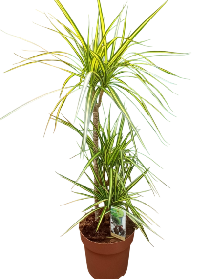 dracaena reflexa lam