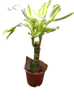 dracena fragrans