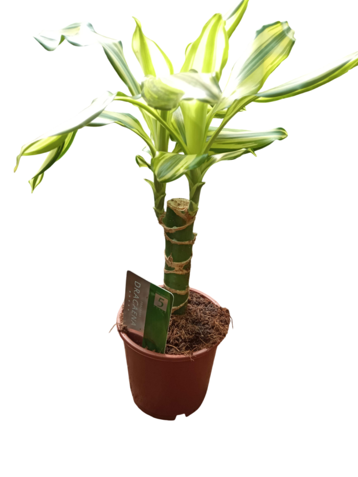 dracena fragrans