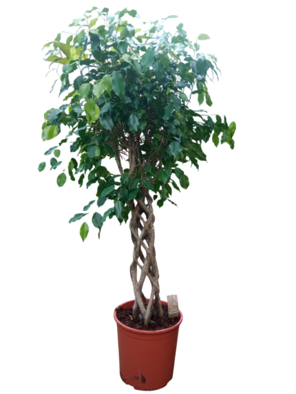 ficus benjamina