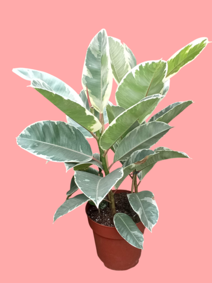 ficus elastica - ( panaché )