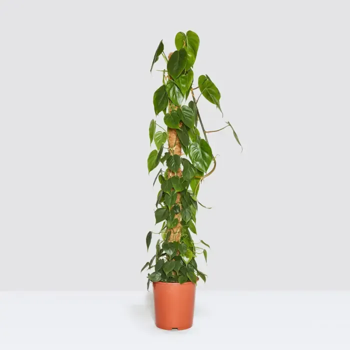 philodendron scandens