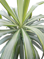 yucca aloifolia