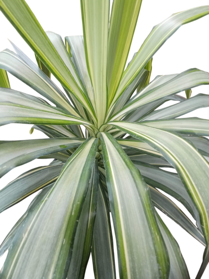 yucca aloifolia