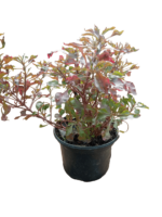 Alternanthera bettzickiana