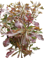 Alternanthera_bettzickiana