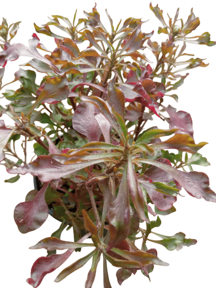 Alternanthera_bettzickiana