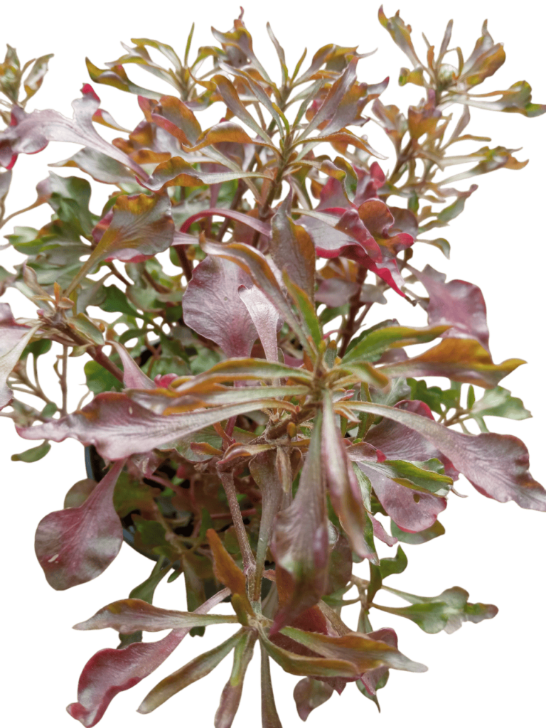 Alternanthera_bettzickiana