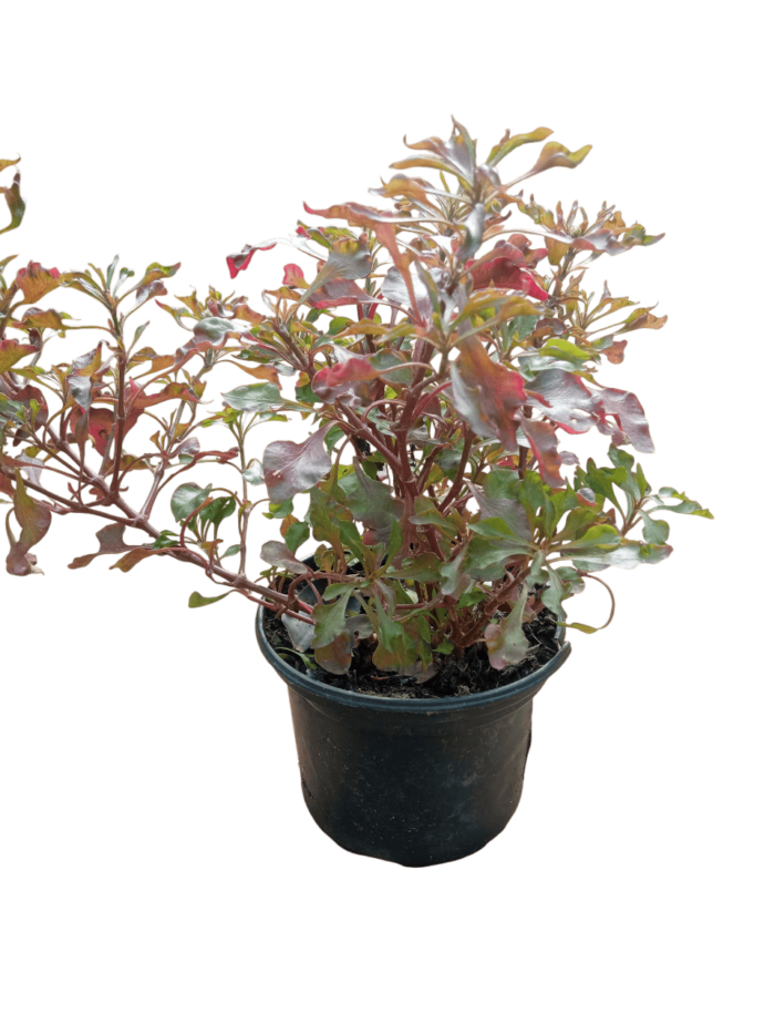 Alternanthera bettzickiana