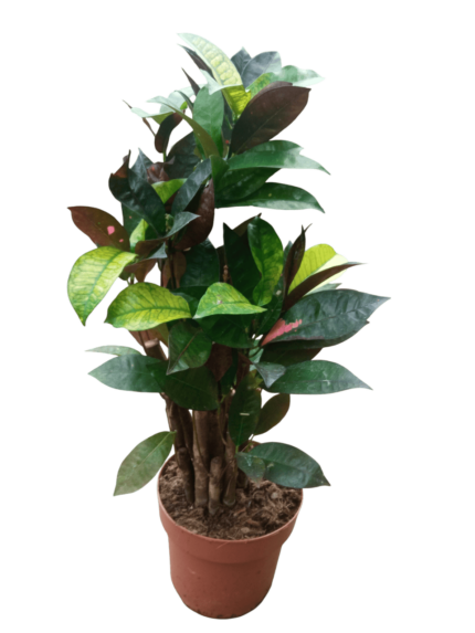 Codiaeum variegatum