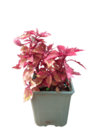 Coleus