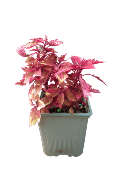 Coleus