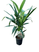 Kentia