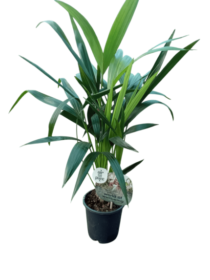 Kentia