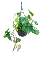 Philodendron scandens
