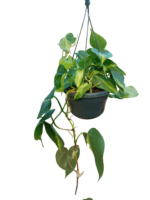 Philodendron scandens