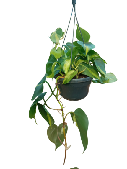 Philodendron scandens