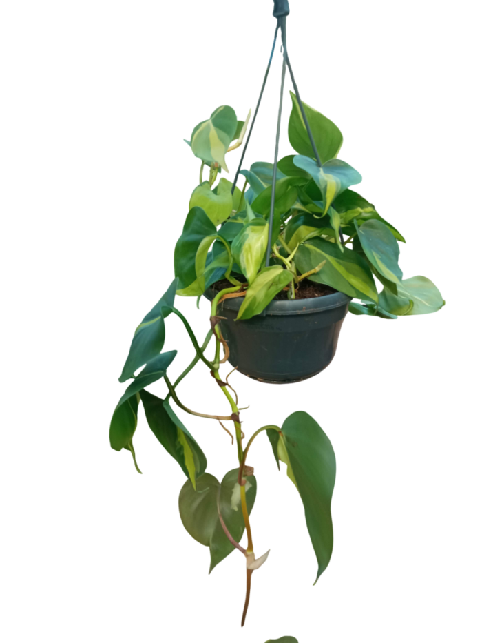 Philodendron scandens