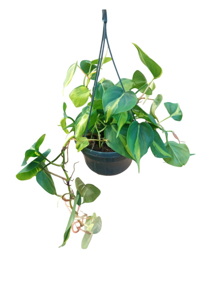 Philodendron scandens