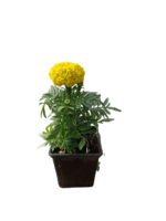 Tagetes erecta ( oeillet d'inde )