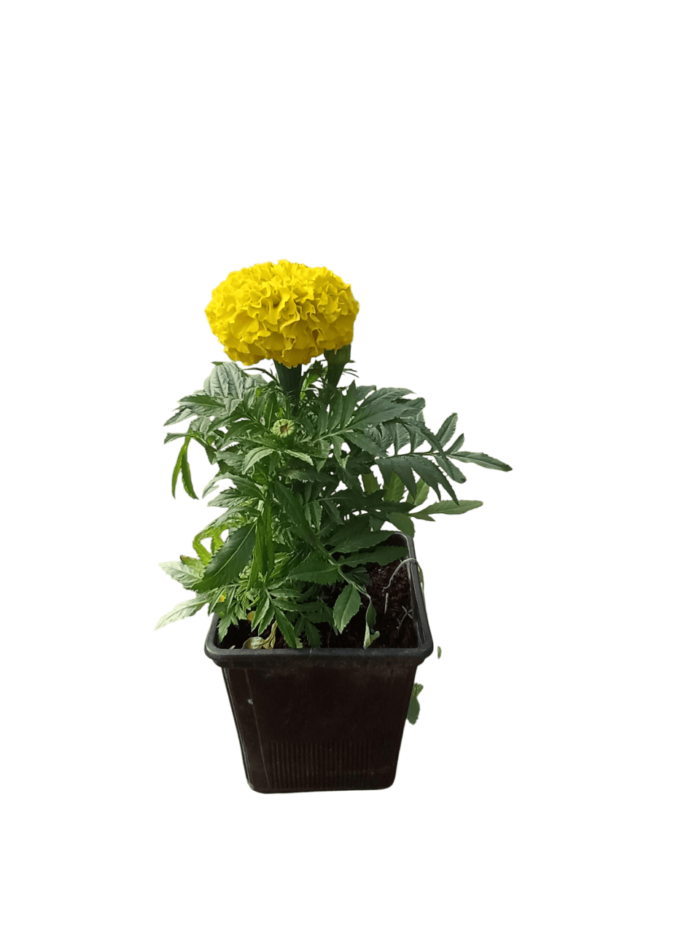 Tagetes erecta ( oeillet d'inde )
