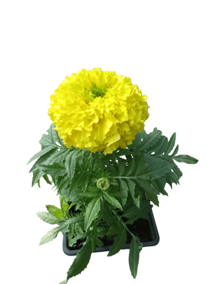 Tagetes erecta ( oeillet d'inde )