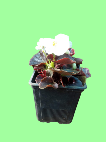 begonia cucullata willd