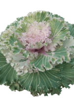brassica oleracea